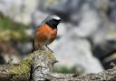 A male Redstart perched at Pal Y Cwrt, near Carreg Cennen Castle.