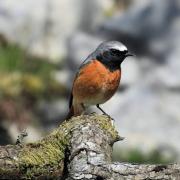 A male Redstart perched at Pal Y Cwrt, near Carreg Cennen Castle.