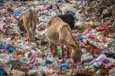 Working donkeys grazing on rubbish dumps in Morocco