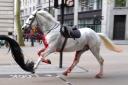 Military horses caused chaos in central London after they were spooked by builders moving rubble (Jordan Pettitt/PA)