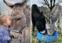 Amy Doran and her family are pleading for the return of their beloved donkey Winston (pictured left with daughter Bella), as concern for health of Winston's partner Rudi sees family welcome new donkey Bracken (R)