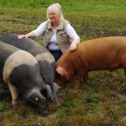 Champion Swansea Valley pork producer sets sights on sausage award