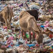 Working donkeys grazing on rubbish dumps in Morocco