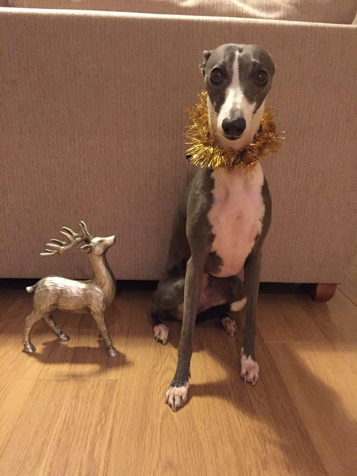 Louise Phillips' dog Jess getting into the festive spirit.