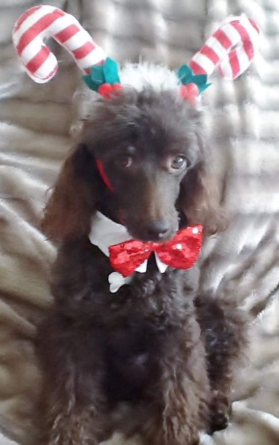 This is Tez, a four year-old chocolate miniature poodle, loved to bits by owner Jayne Francis.