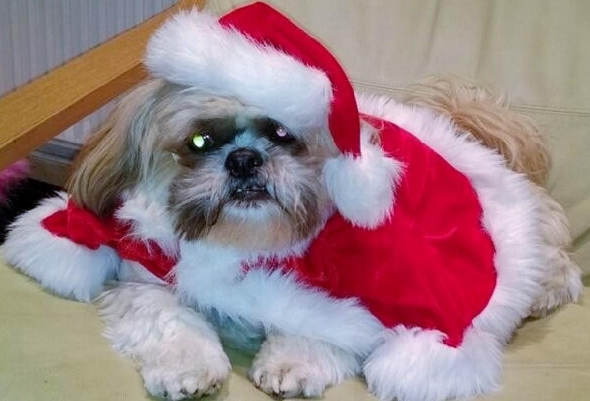 Here’s Henry, a shih tzu owned by Helen Donovan and Lisa Parry