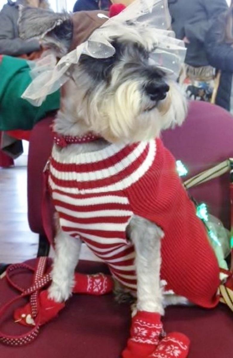 Cadi the miniature schnauzer dressed for the festivities in this picture submitted by Miriam Phillips.