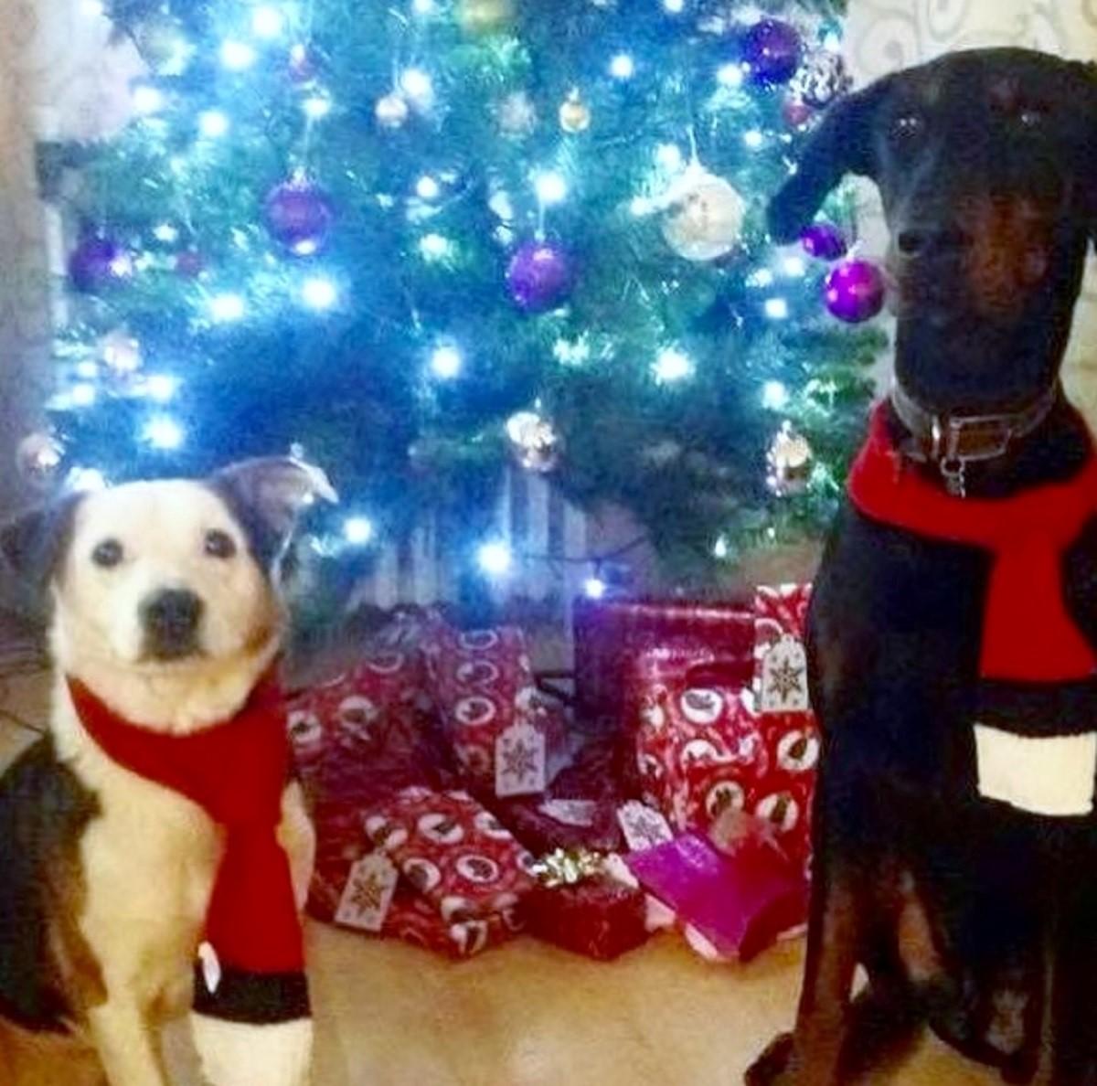 Danielle Hughes' doggy duo Sam and Dean pose by the tree.