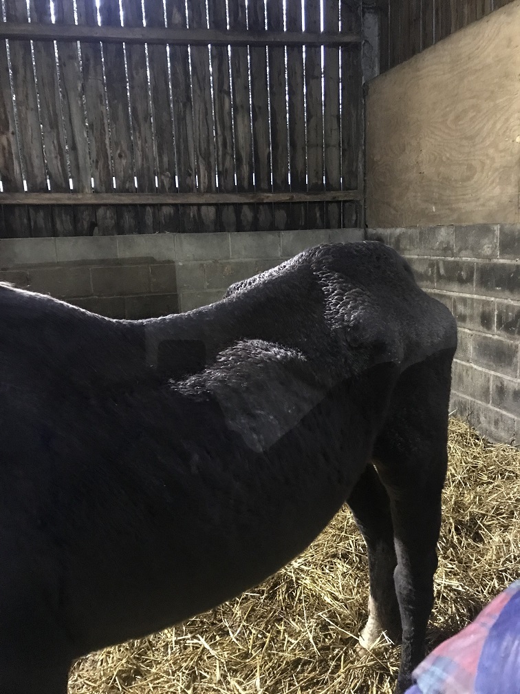 The woman admitted to the suffering of 22 horses Picture: RSPCA