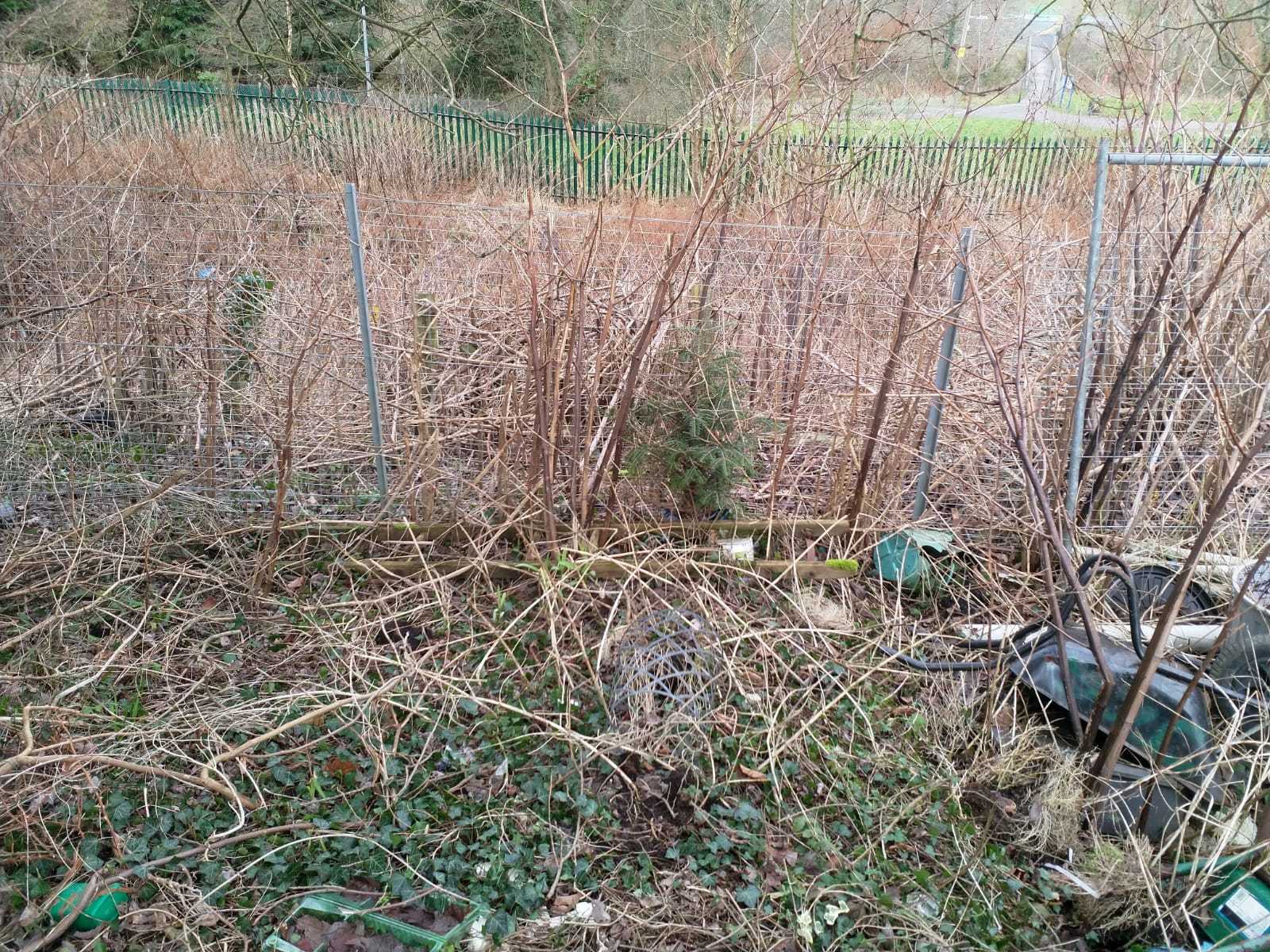 Four Amman Valley homeowners have successfully sued Network Rail for Japanese Knotweed encroachment.
