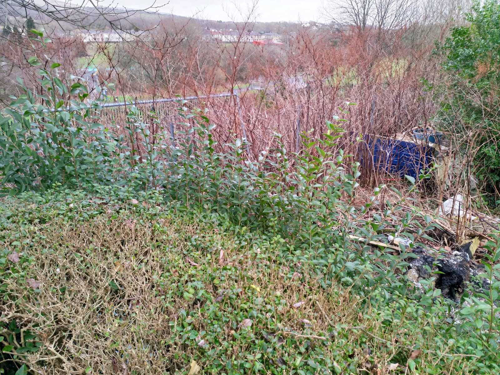 Four Amman Valley homeowners have successfully sued Network Rail for Japanese Knotweed encroachment.