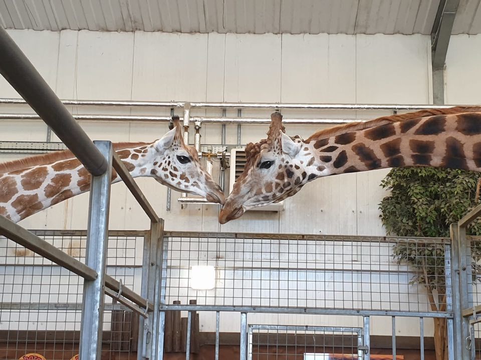 Rudi and Dr Shrimp have moved into Folly Farm to join the organisations other two giraffes