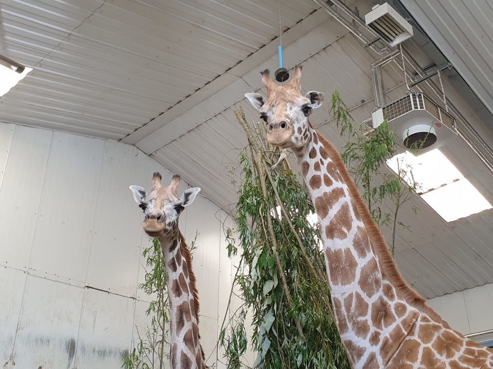 Rudi and Dr Shrimp have moved into Folly Farm to join the organisations other two giraffes