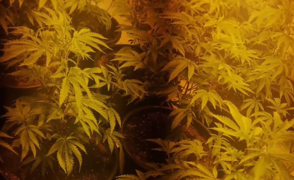 100 cannabis plants were discovered in three rooms