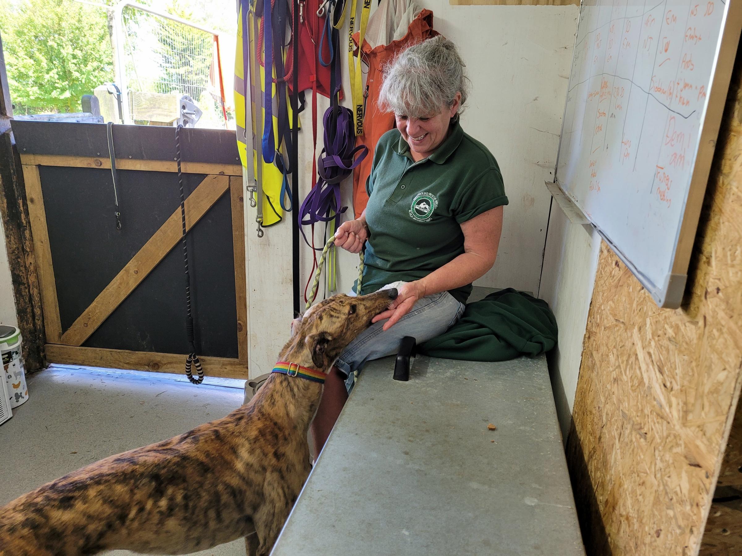 A rescue dog gets some attention at Hillcrest, Garnant (image by Greyhound Rescue Wales and free for use for all BBC wire partners)