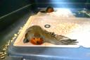 A robin killed in a glue trap