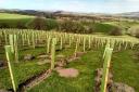 County plans to plant 33 hectares of new trees every year for the next 27 years