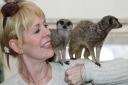 You can catch the meerkats at the National Botanic Garden of Wales on August 1 and 2