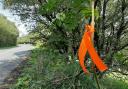 Orange paint and ribbons are being used to mark roadside trees which will have to be cut down due to ash dieback.