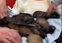 Watch: Many Tears Animal Rescue welcomes new litter of puppies born today