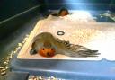 A robin killed in a glue trap
