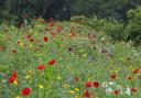 Aberglasney's beautiful wildflower meadow