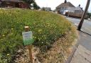A pilot project for pollinators is underway across the county