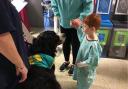 One of the therapy dogs on a visit to Glangwili Hospital