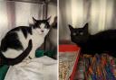 The two cats were dumped in a cardboard box on an industrial estate.