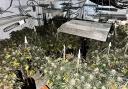 Police discovered a significant cannabis cultivation at a property in Cross Hands on Wednesday, 1 March.