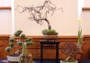 The Dragon Bonsai Autumn Show will be held this weekend.