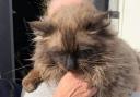 Teddy the cat was rescued by the RSPCA Llys Nini, Swansea and District Cats and South Wales Police.