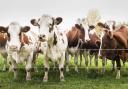 A new plan has been published to eradicate bovine TB in Wales. Picture: Canva