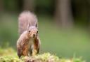 Red squirrel population in mid Wales is declining. Picture: Joshua Copping