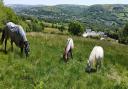 Horses in the Amman Valley. Picture: Shany Thomas