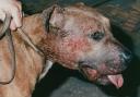 Dog fighting incidents investigated by the RSPCA have decreased in Carmarthenshire. Picture: RSPCA