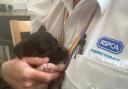 Dave the puppy is just one of the animals rescued by the RSPCA every day. Picture; RSPCA
