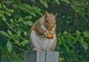 Squirrel in Glanamman. Picture: Calt Blake