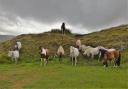 Ponies on Black Mountain. Picture: Karen Barry