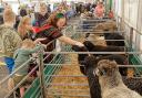 There was a display of rare sheep breeds. Picture: Stuart Ladd