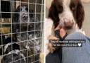 Some of the 150 dogs who were taken in by Many Tears Animal Rescue