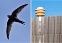 A swift tower will be put up in Glantawe Riverside Park, Pontardawe, to help increase the population.