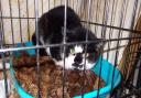 Peter the cat was one of the animals rescued by the RSPCA after neglect calls