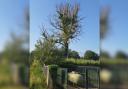 Ash dieback can cause dangerous situations as trees deteriorate