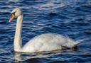 Mute swans and ducks have been found dead
