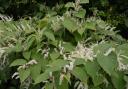 Japanese Knotweed in Carmarthenshire. Image from Environet