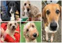 Many Tears dogs looking for a new home