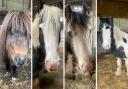 Baggins, Frodo, Gandalf and Samwise were found on the side of the road and are now at Lluest Horse and Pony Trust