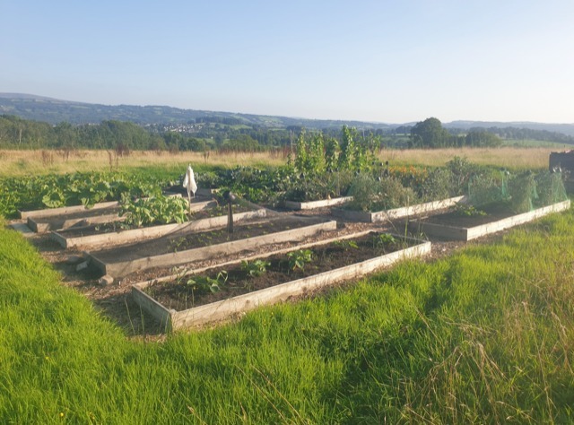 Some of the raised beds Stephen Morris has created on the land north of Llandeilo (pic submitted by Mr Morris and free for use for all BBC wire partners)