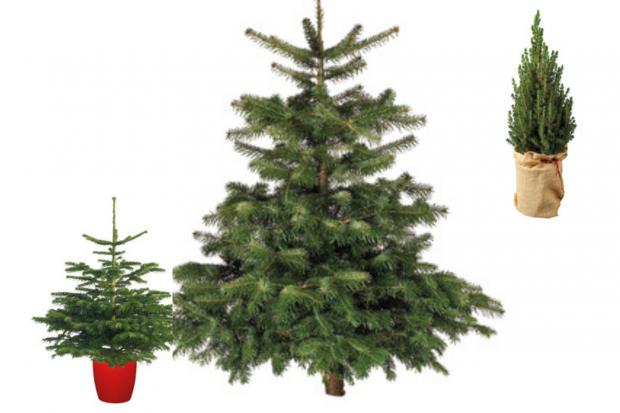 South Wales Guardian: Lidl is offering indoor and outdoor Christmas trees (Lidl)